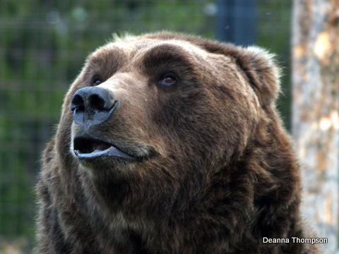 Bear  P8155021